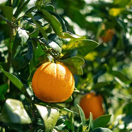 Semesterbostad Irene *