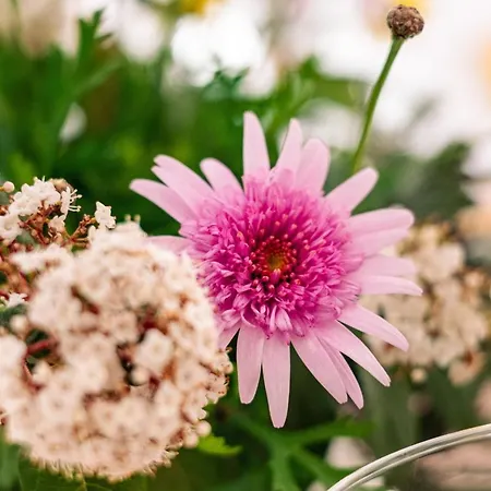 Irene Pisticci-matera * 피스티치