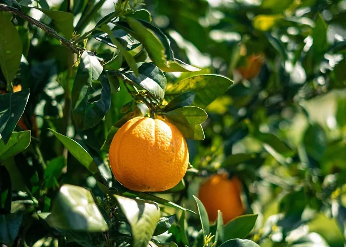Casa vacanze Irene Pisticci-matera *