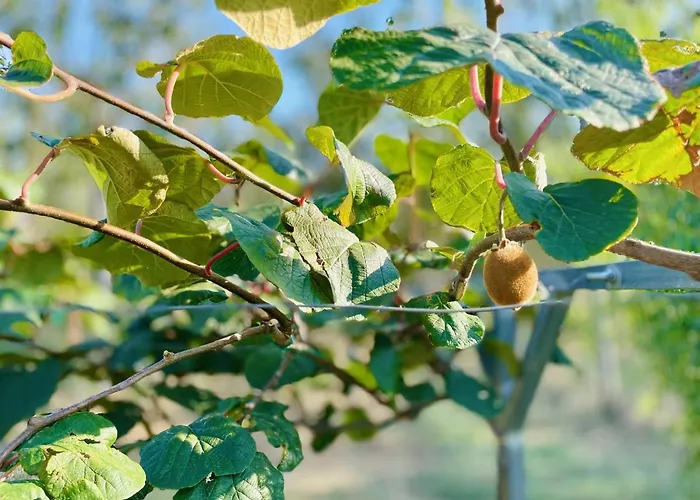 Irene Pisticci-matera